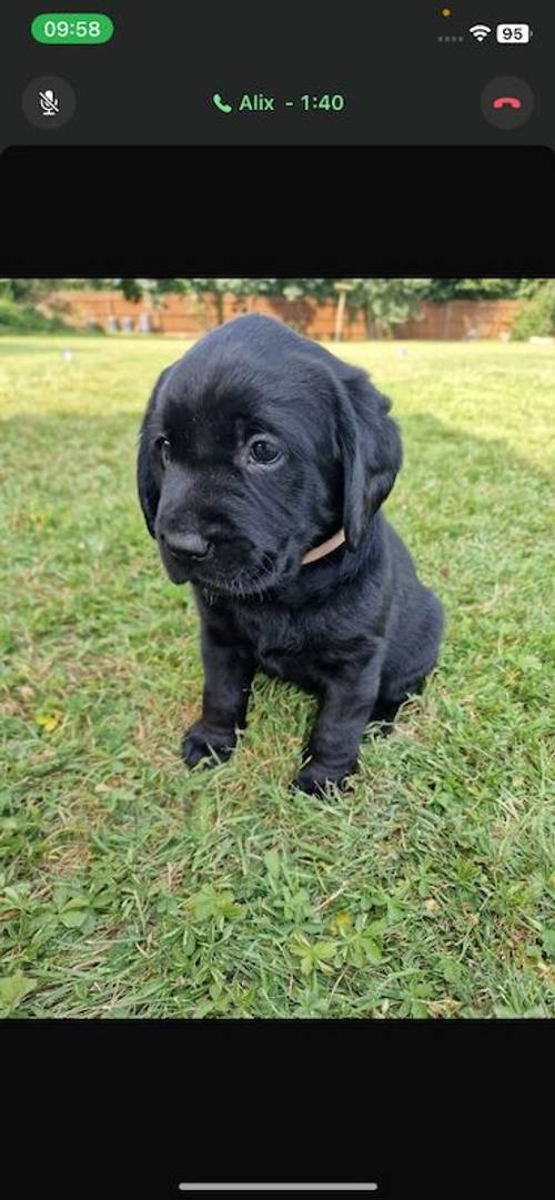 Labrador puppies Suffolk for sale in Eye, Suffolk - Image 5