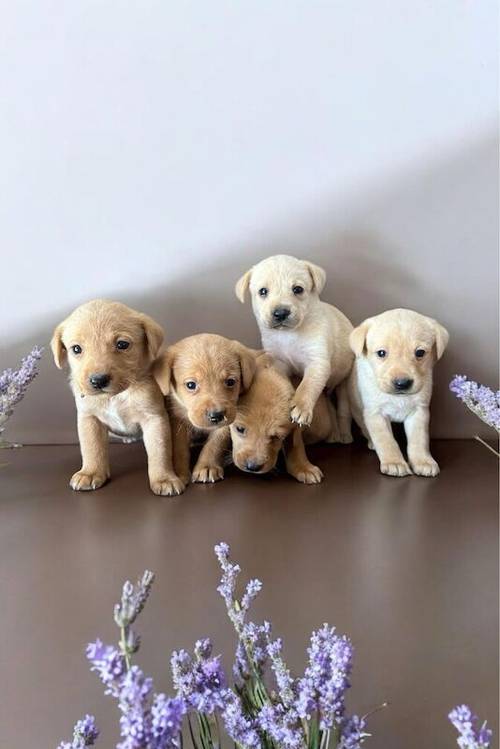 £600Labrador puppies white and red for sale in Peterborough, Cambridgeshire - Image 3