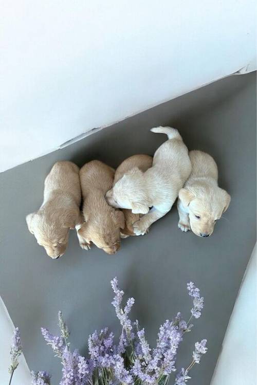 £600Labrador puppies white and red for sale in Peterborough, Cambridgeshire - Image 4