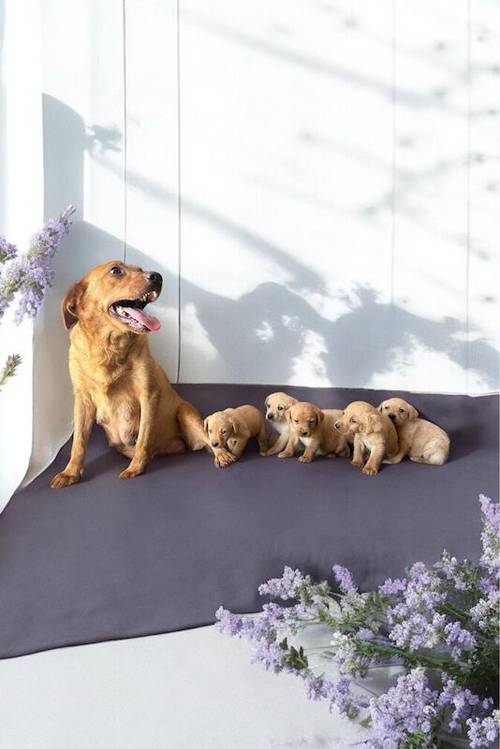 £600Labrador puppies white and red for sale in Peterborough, Cambridgeshire - Image 5