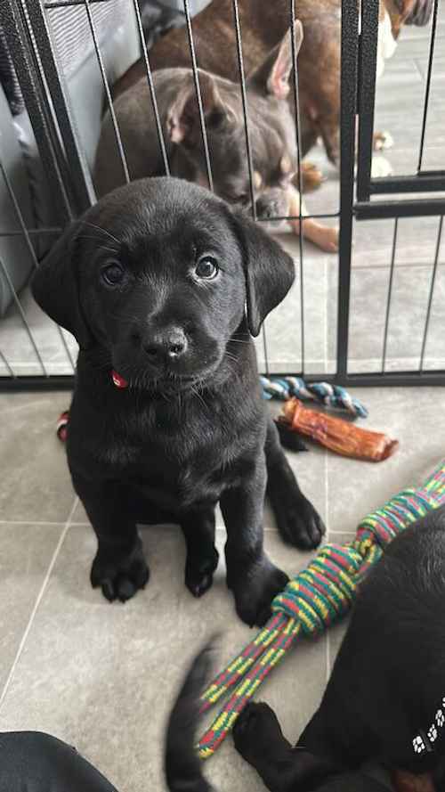 Labrador puppies with lovely temperament for sale in Bradfield, Essex