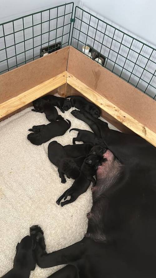 Labrador puppies with lovely temperament for sale in Bradfield, Essex - Image 4