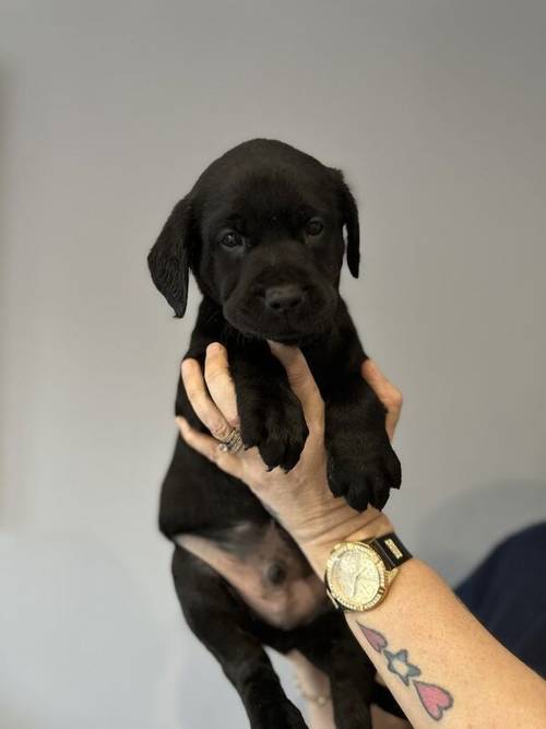 Labrador puppies with lovely temperament for sale in Bradfield, Essex - Image 6