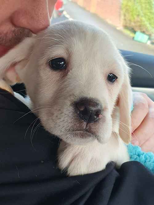 Labrador puppy for sale in Tamworth, Staffordshire