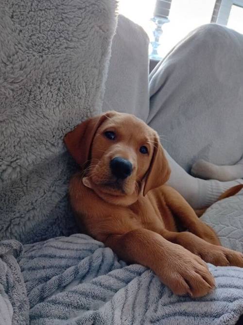 Labrador puppy for sale in Kilsyth, North Lanarkshire - Image 1