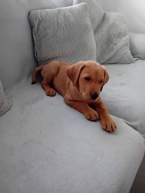 Labrador puppy for sale in Kilsyth, North Lanarkshire - Image 3