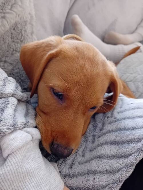 Labrador puppy for sale in Kilsyth, North Lanarkshire - Image 4