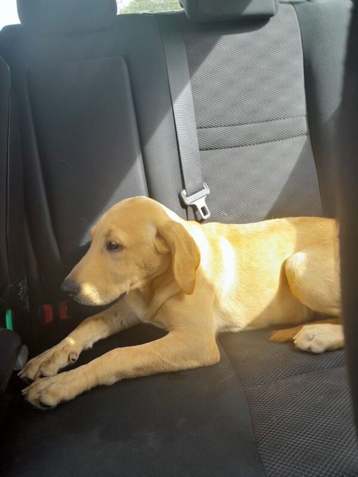 Labrador Retriever puppies for sale in Crawley, West Sussex – 7 months old