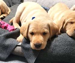 Labrador puppy Field Trial Champ pedigree KC reg for sale in Leighton Buzzard, Bedfordshire | Image 1