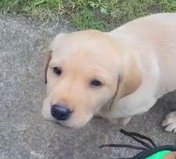 Labrador puppy Field Trial Champ pedigree KC reg for sale in Leighton Buzzard, Bedfordshire | Image 3