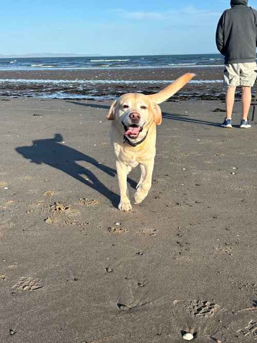 Labrador puppy or young ready Dec/Jan for sale in Irvine, North Ayrshire