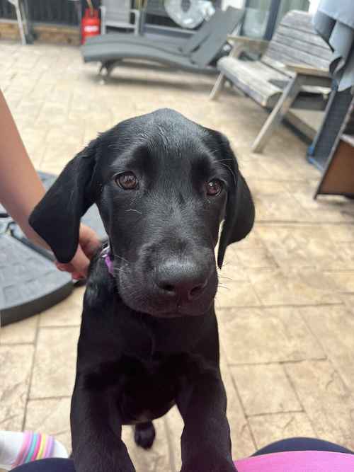 Labrador puppy - ready now- fully vaccinated for sale in Bridgwater, Somerset