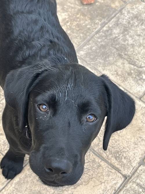 Labrador puppy - ready now- fully vaccinated for sale in Bridgwater, Somerset - Image 2