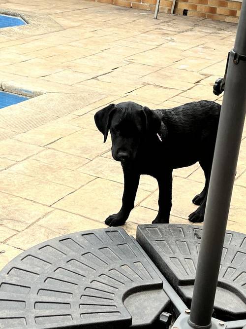 Labrador puppy - ready now- fully vaccinated for sale in Bridgwater, Somerset - Image 3