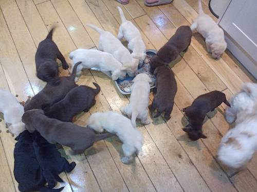 Labrador puppy's for sale in Hailsham, East Sussex - Image 2