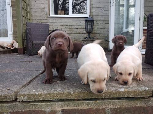 Labrador puppy's for sale in Hailsham, East Sussex - Image 3