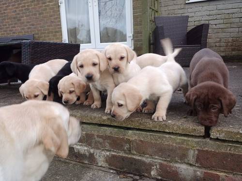 Labrador puppy's for sale in Hailsham, East Sussex - Image 4