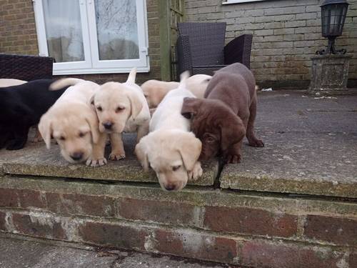 Labrador puppy's for sale in Hailsham, East Sussex - Image 7