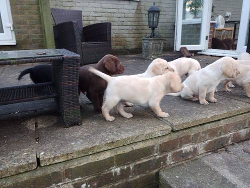 Labrador puppy's for sale in Hailsham, East Sussex - Image 12