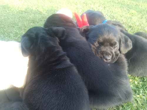 Labrador puppys for sale in Royston, Hertfordshire