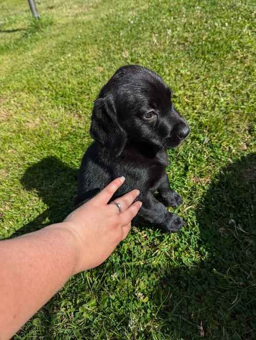 Labrador puppys for sale in Royston, Hertfordshire