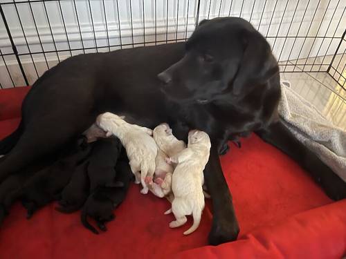 Labrador puppy's for sale in Middlesbrough, North Yorkshire - Image 11