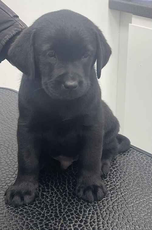 Labrador puppy's for sale in Middlesbrough, North Yorkshire