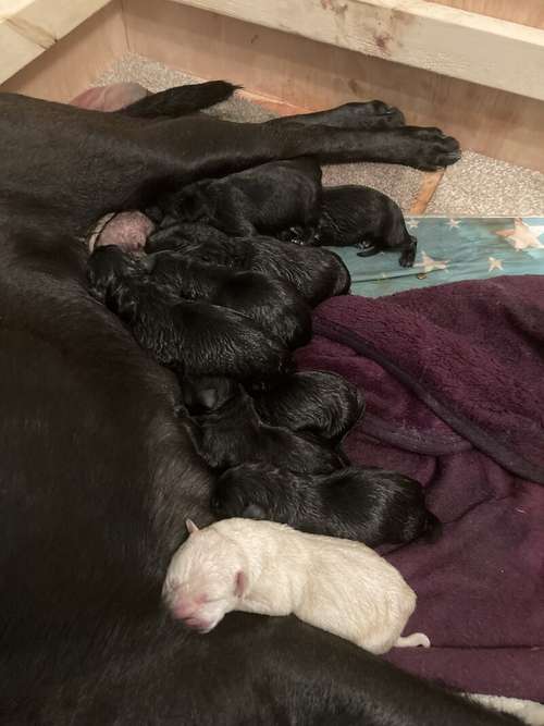 Labrador pups for sale in Loughborough, Leicestershire