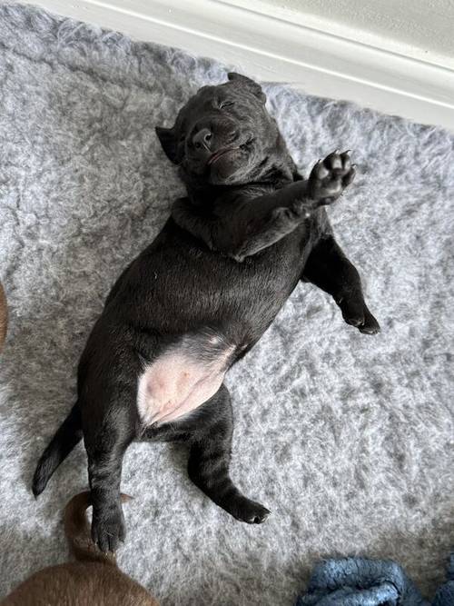 Labrador Pups for sale in Middlewich, Cheshire - Image 5