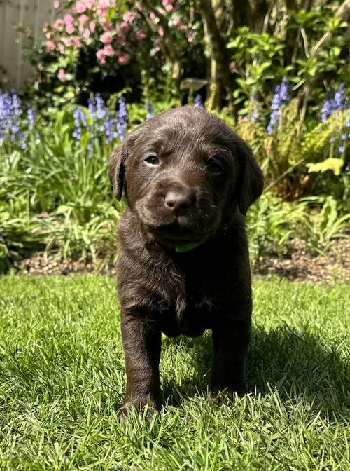 Labrador Pups for sale in Middlewich, Cheshire - Image 13