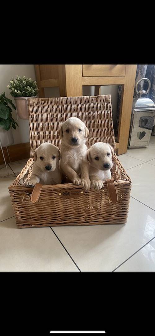 Labrador pups for sale in Glenariff, Moyle - Image 1