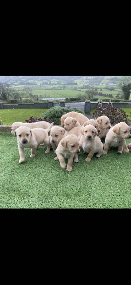 Labrador pups for sale in Glenariff, Moyle - Image 5