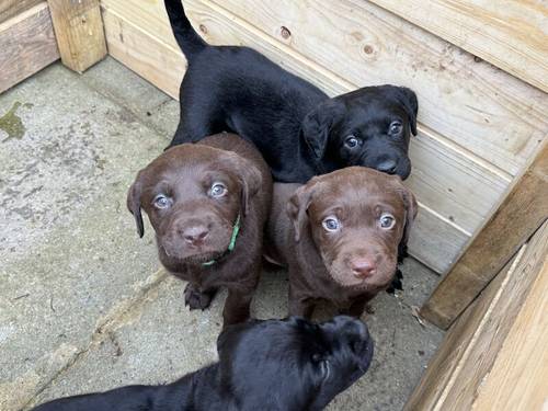 Labrador Pups for sale in Middlewich, Cheshire - Image 15