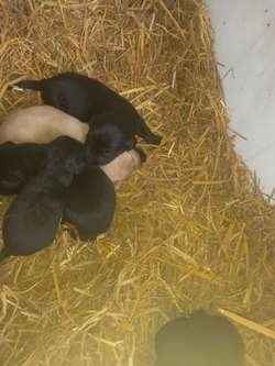 Labrador pups for sale in Sheffield, South Yorkshire | Image 2