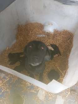 Labrador pups for sale in Sheffield, South Yorkshire | Image 3