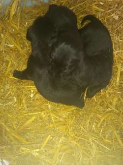 Labrador pups for sale in Sheffield, South Yorkshire | Image 4