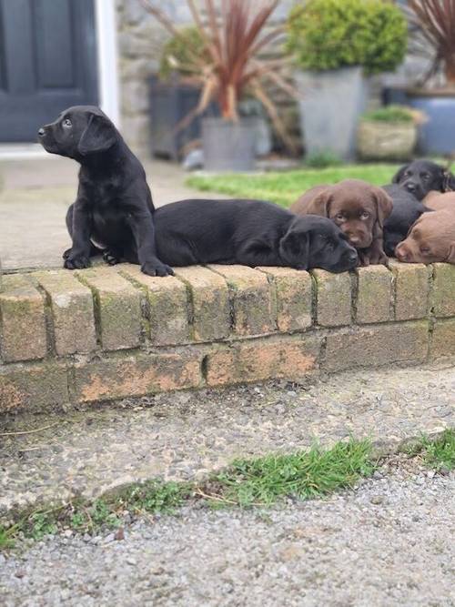 Labrador Pups for sale in Llandeilo, Carmarthenshire - Image 1