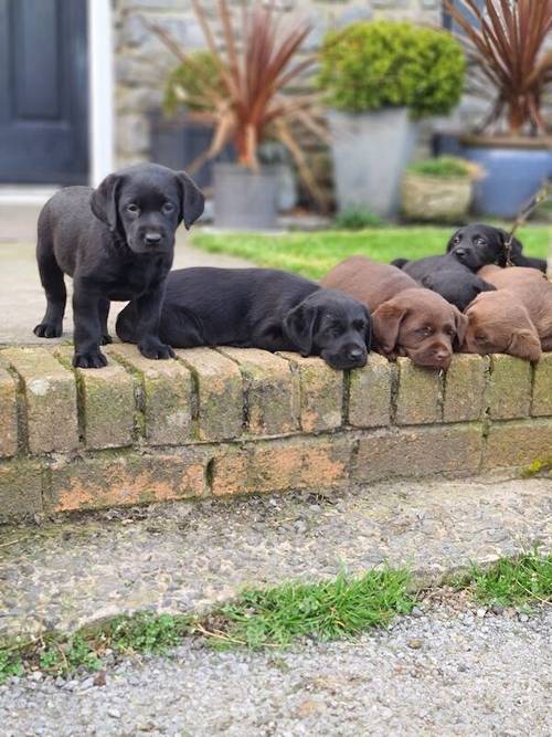 Labrador Pups for sale in Llandeilo, Carmarthenshire - Image 2