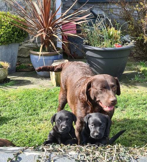 Labrador Pups for sale in Llandeilo, Carmarthenshire - Image 3