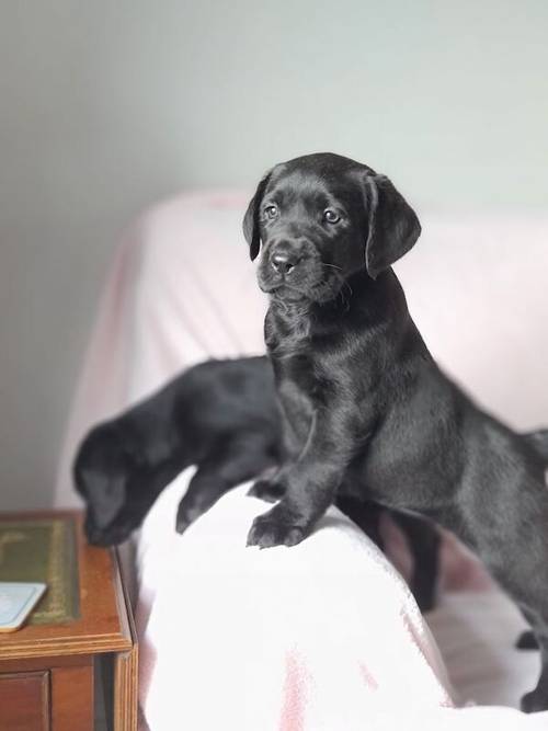 Labrador Pups for sale in Llandeilo, Carmarthenshire - Image 4