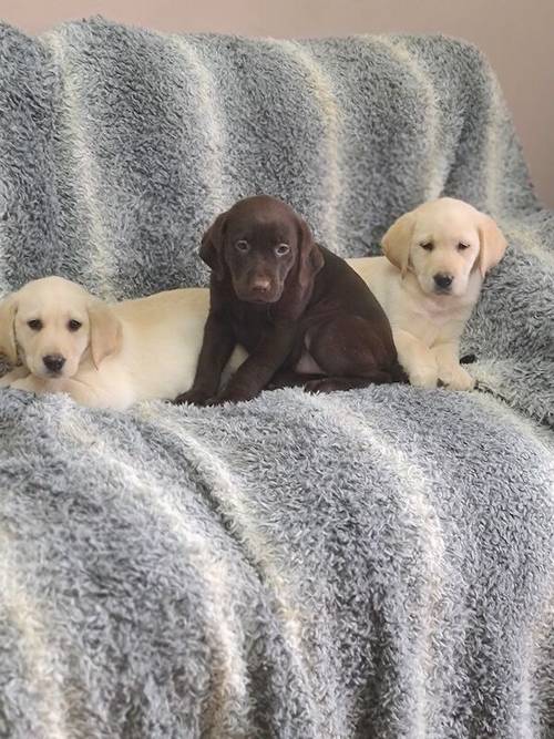 Labrador Pups for sale in Llandeilo, Carmarthenshire - Image 5