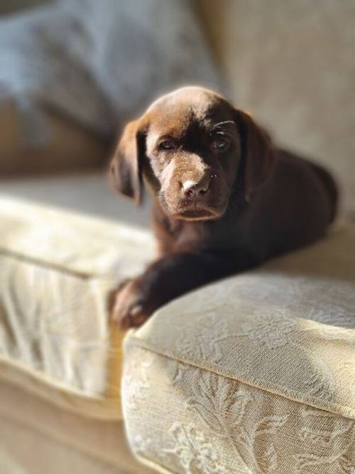 Labrador Pups for sale in Llandeilo, Carmarthenshire - Image 6