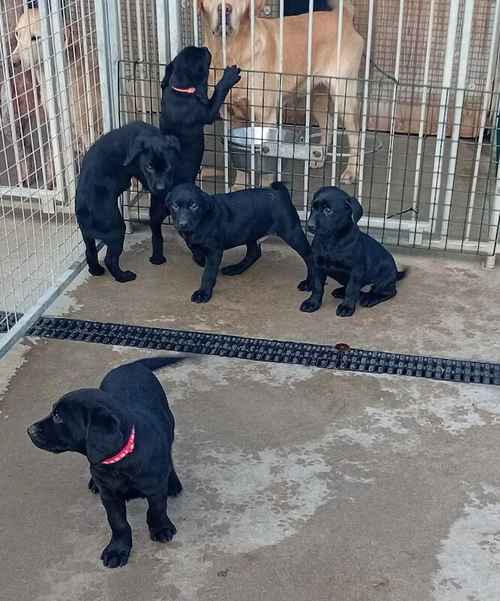 Labrador pups for sale in Aboyne, Aberdeenshire