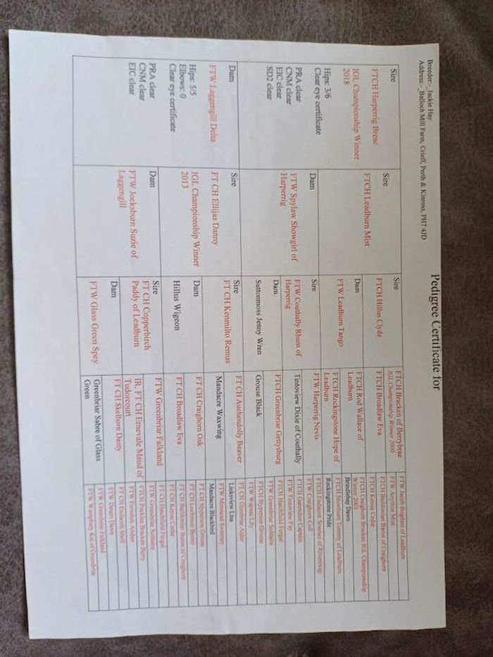 Labrador Retriever puppies for sale in Alexandria, Dunbartonshire – KC registered, 9 months old - Image 7 of 15