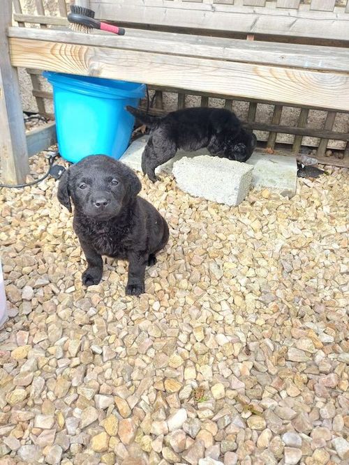 labrador pups for sale in Alexandria, Dunbartonshire