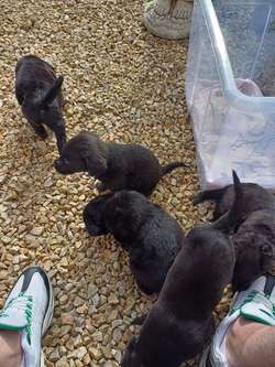 labrador pups for sale in Alexandria, Dunbartonshire | Image 2