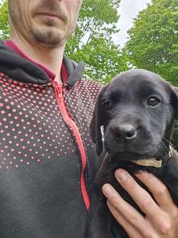 Labrador pups for sale in Torphins, Aberdeenshire | Image 1