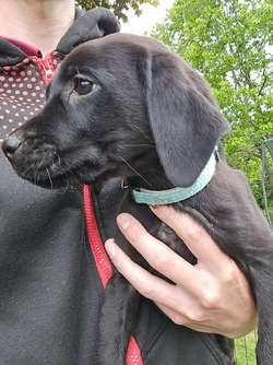 Labrador pups for sale in Torphins, Aberdeenshire | Image 2