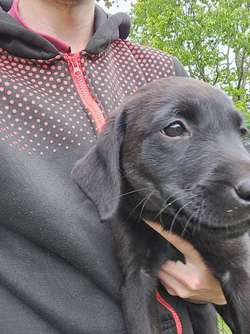 Labrador pups for sale in Torphins, Aberdeenshire | Image 3