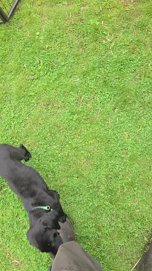 Labrador pups for sale in Torphins, Aberdeenshire